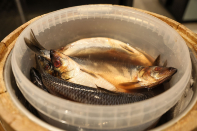 Диетолог перечислила полезные виды рыб по доступным ценам