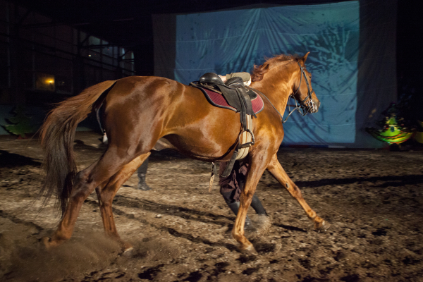 Главу конного клуба в Уссурийске оштрафовали на полмиллиона из-за травмы девочки