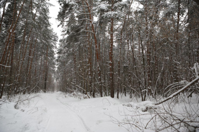 Охотник Багаев: Усольцевы могли стать жертвами преступления