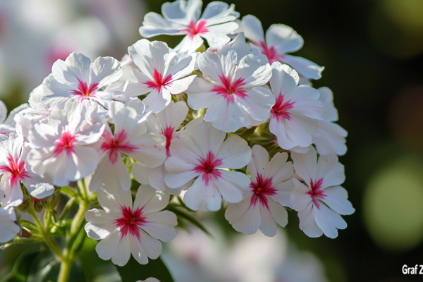 Розы мерзнут, а эта красавица зимует без укрытия и цветет бело-розовыми шапками до заморозков. Моя садовая невеста