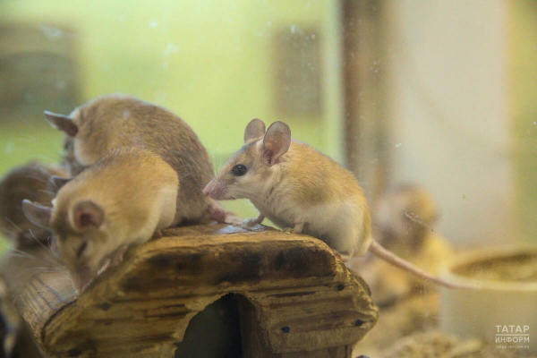 &laquo;Заболеваемость может вырасти&raquo;: врачи о ситуации с мышиной лихорадкой и клещами в РТ