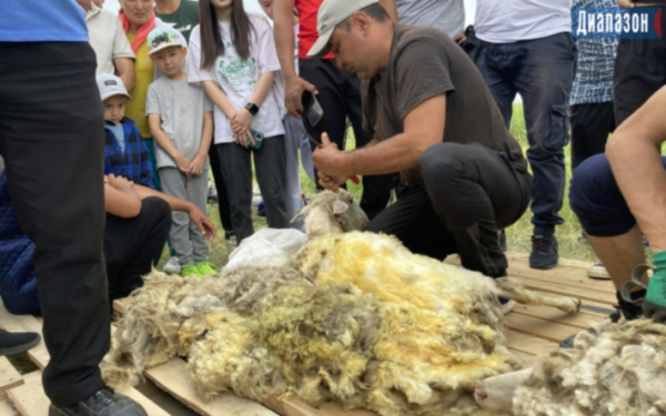 Где в Актобе принимают овечью шерсть?