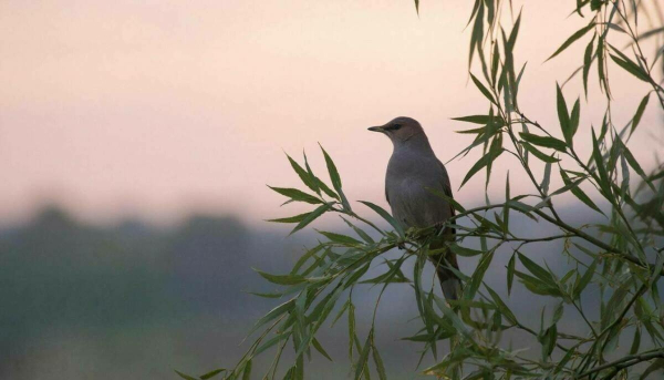 &laquo;Ай, былбылым&raquo; җыры: мәңгелек хит кайчан һәм ничек барлыкка килгән