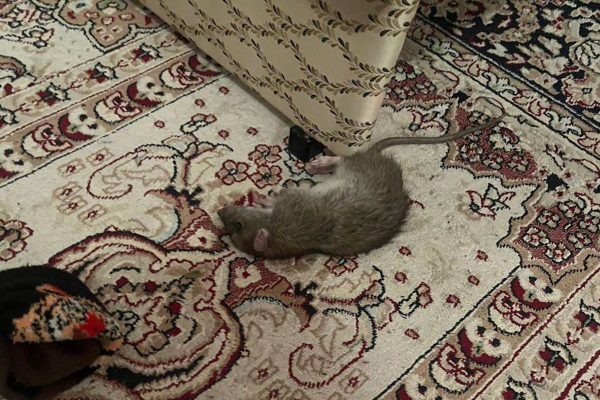 ​Крысы в Атырау больше не прячутся в подвалах
