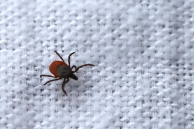 Клещи уже начали кусать россиян