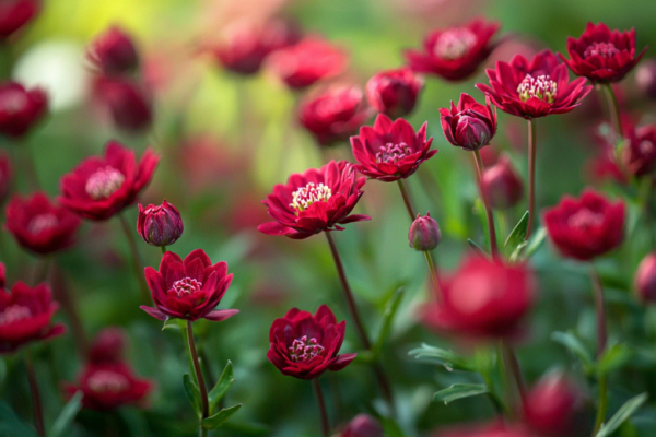 Сею под снег в начале весны &mdash; летом клумбы взрываются ажурным ковром из алых горошин