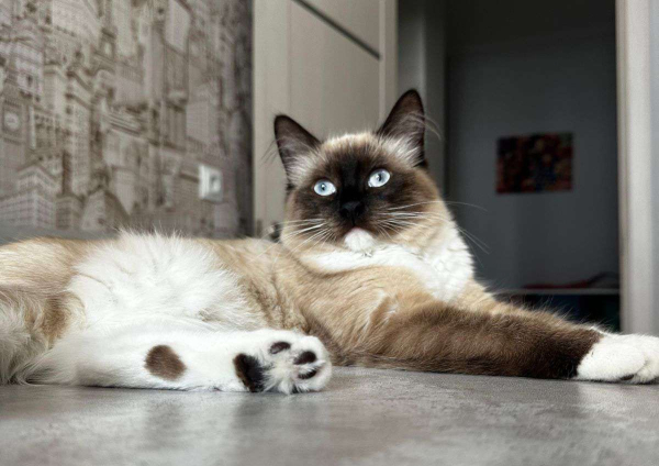 Мужчина будет платить алименты на котов в Турции